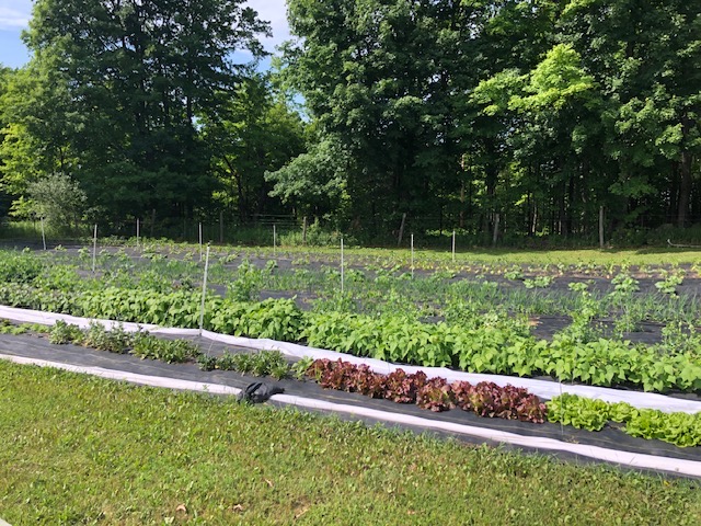 row of crops